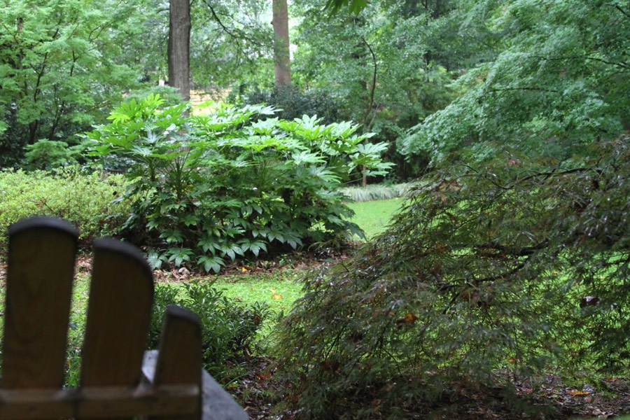 Peaceful view shade garden